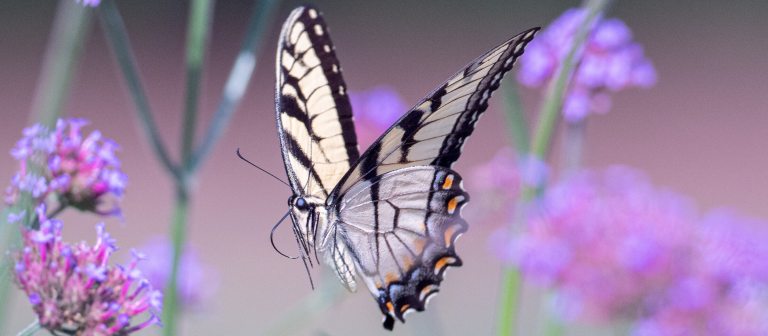 closeup of yellow and black butterfly among stems of purple flowers