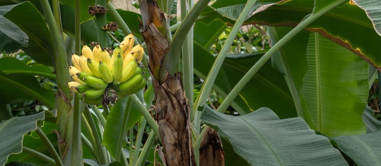 a banana tree with a bunch of ripe bananas growing