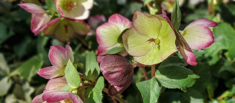 a close up of the hellebore plant with green and pink petals