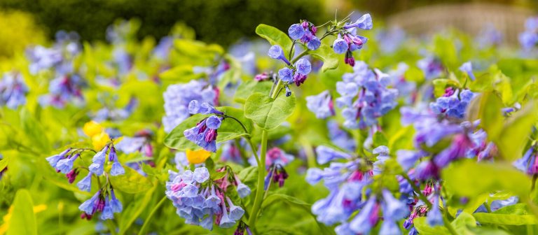 purple and blue bluebell flowers growing in a meadow