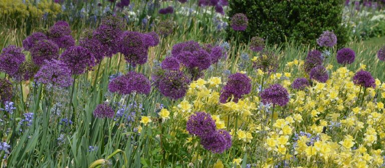 a garden full of purple alliums and yellow flowers 