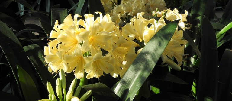 large umbels of pale yellow flowers amid dark green sword-like leaves