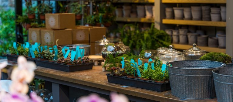 a table with small plants ready to be potted and supplies