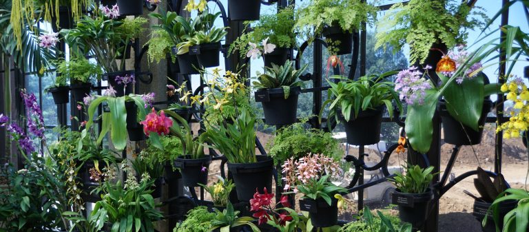 Potted orchids line the windows of the Orchid House