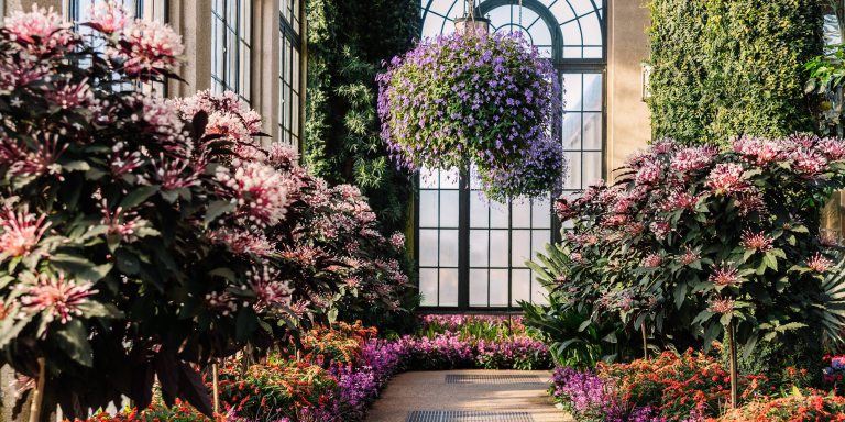 baskets of purple blooms overhang an indoor walkway lined with colorful flowers and foliage against a backdrop of arched windows