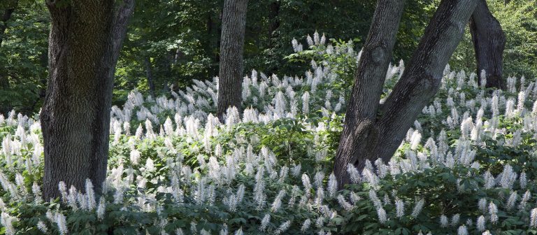 several tree trunks in a bed of ground cover