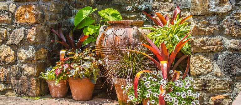 variety of small and large ceramic containers of planted tropical plants