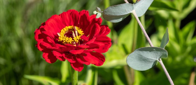 a bright red zinnia in the center of the photograph with a stem of eucalyptus next to it