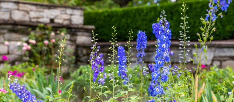 a garden image with a stone wall in the background and blue tall flowers in the foreground