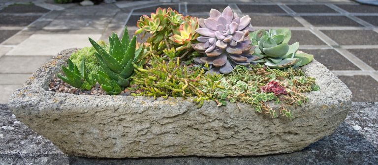 a stone container of succulent plants