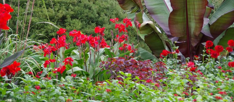 a garden in bloom with a variety of red flowers