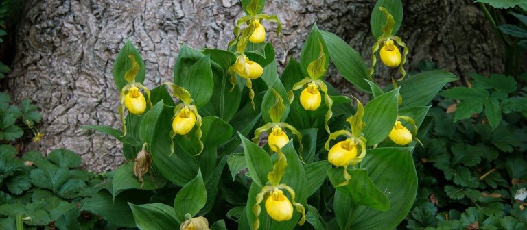 yellow orchids growing in a forest