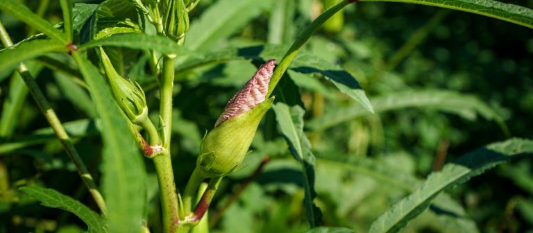 a close up image of okra growing in a garden
