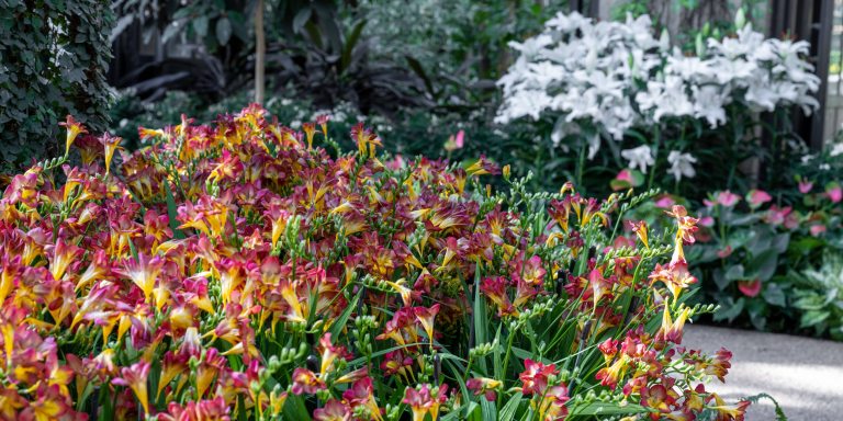 an indoor garden pathway bordered by red and yellow blossoms in the foreground, and white flowers and dark green foliage in the background
