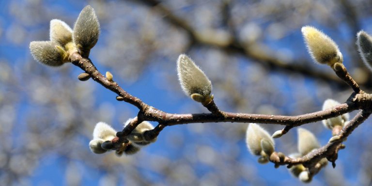 closeup of a branch of white magnolia buds against a bright blue sky