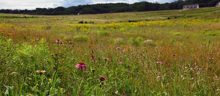 a meadow garden in summer