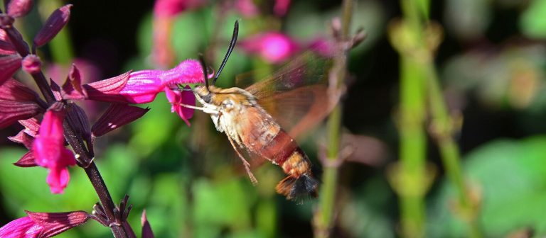 a brown moth in flight next to a pink blooming flower