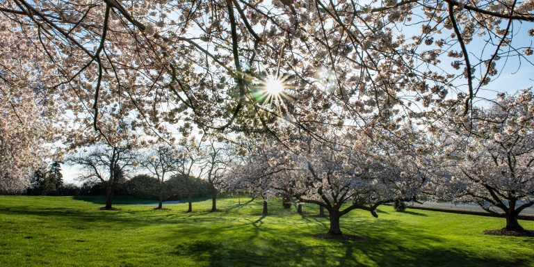sunlight shining on blossoming cherry trees