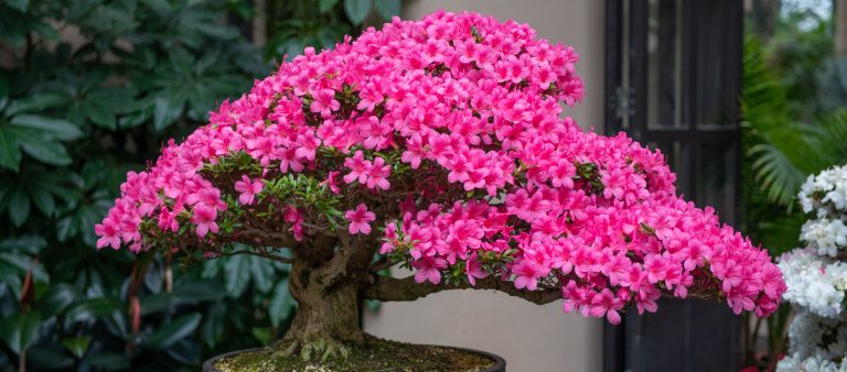 Rhododendron bonsai in bloom with bright pink flowers
