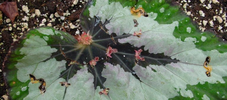 Begonia Rex leaf being propagated by leaf cutting