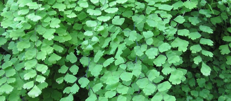 Closeup of Maidenhair Fern fronds