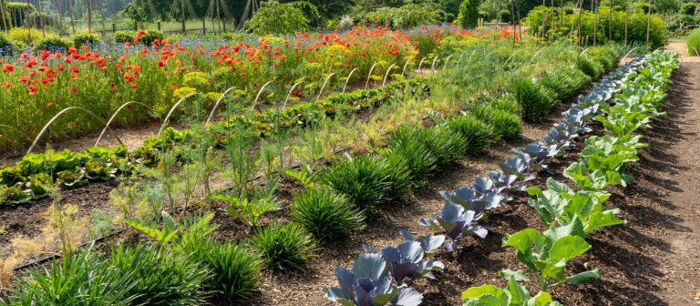 Rows of edible crops in the Idea Garden