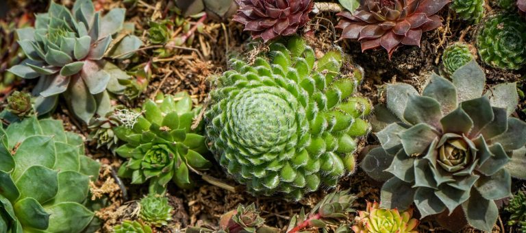 Succulents of different sizes and colors grouped together