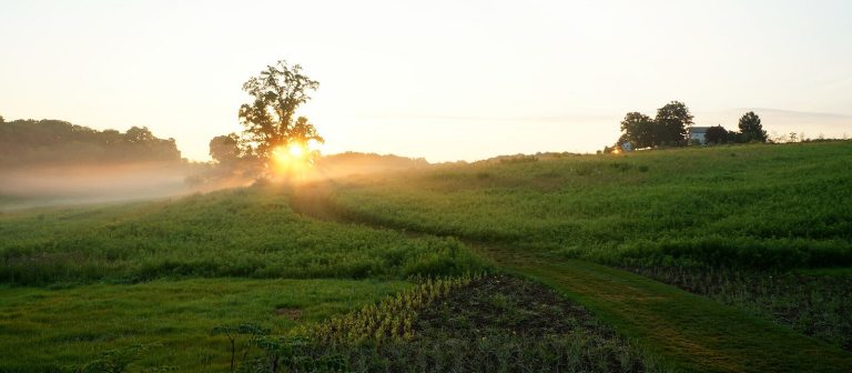 a sunrise peaking over a green meadow