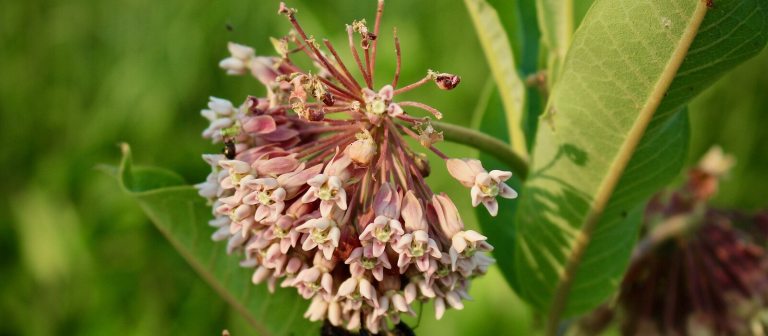 A close up of a milkweed plant in bloom.