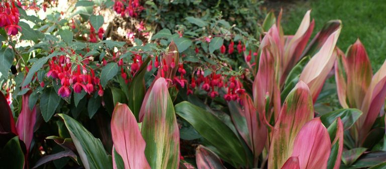 tropical plants in red and pink tones
