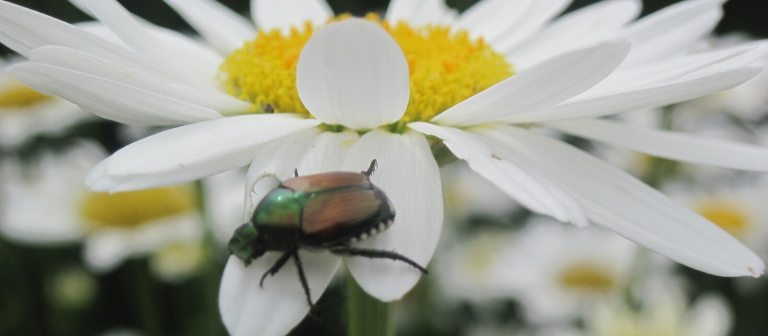 a beetle sitting atop the white petal of a flower