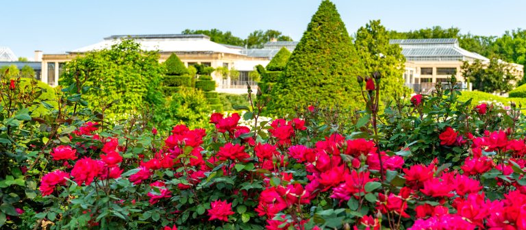 Red roses fill the foreground, with topiaries and a sprawling Conservatory in the background.