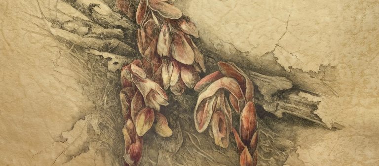 a botanical sketch  of sticks and leaves on vellum