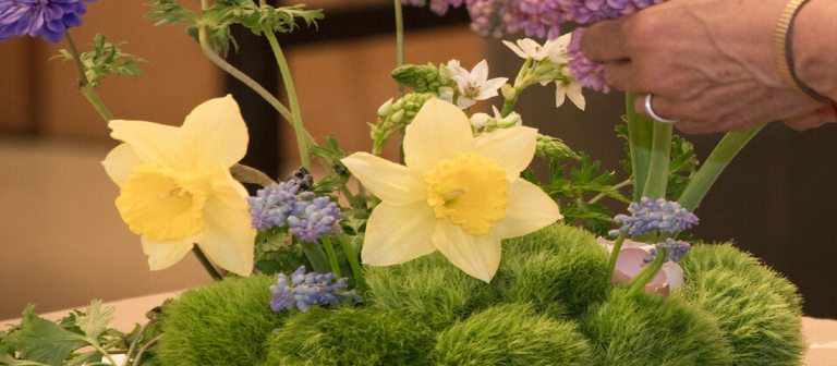 Two yellow daffodils being placed in a floral designed centerpiece.