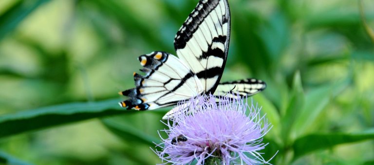 A yellow and black butterfly onto of a purple thistle plant.