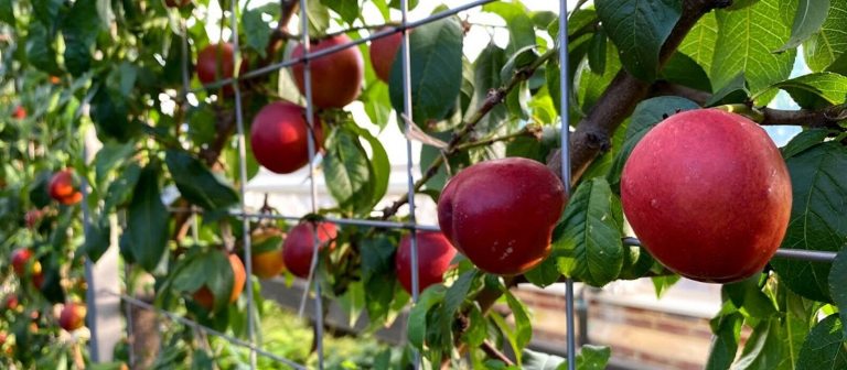 Nectarines growing on a metal lattice.