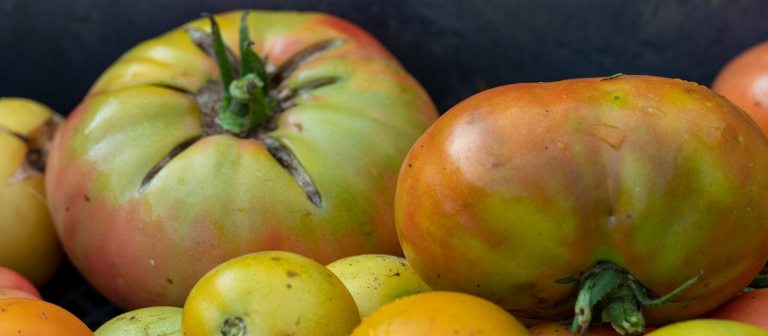 A harvest of tomatoes gathered in a pile.