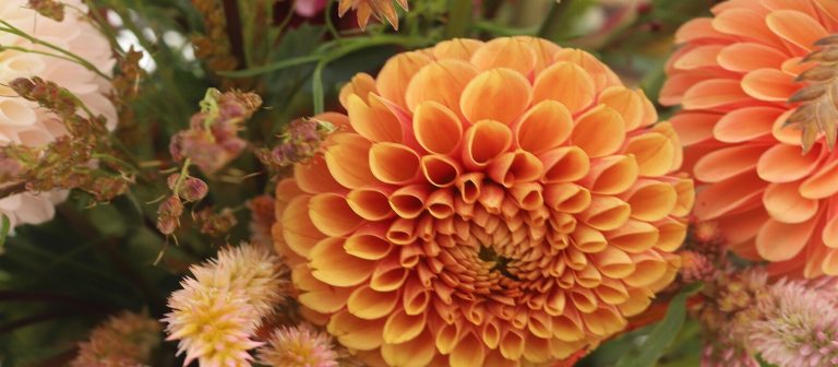 A close up of orange colored dahlias.