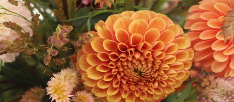 A close up of orange colored dahlias. 