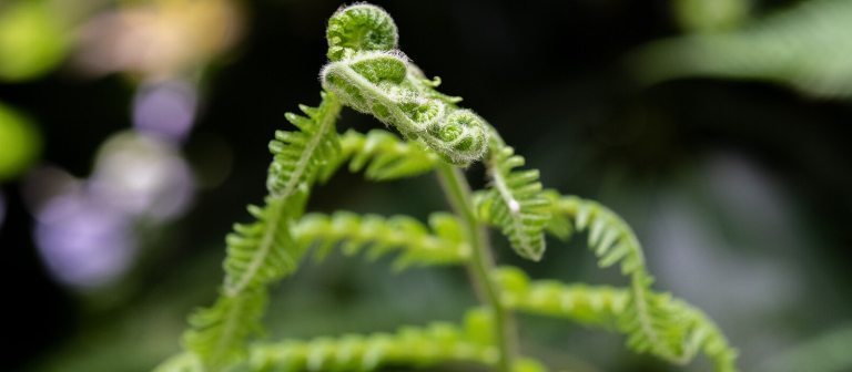 A close up of the stem of a fern plant.