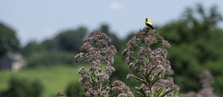 A black and yellow bird sitting atop joe-pye weed plant in bloom.
