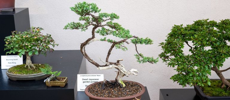 Three bonsai being displayed in different styles.