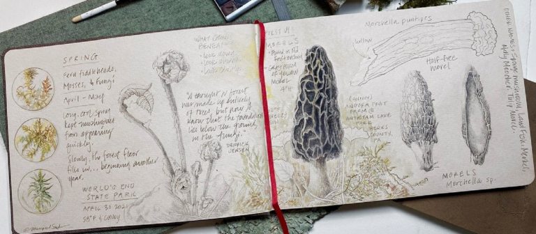 A sketchbook with drawings of different mushroom types.