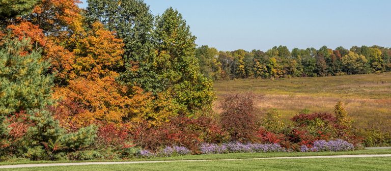 A fall image of a meadow garden with changing color leaves in yellows and reds.