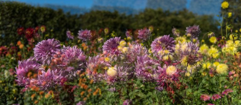 Purple dahlias overlay yellow dahlias in an outdoor garden in this composite image.