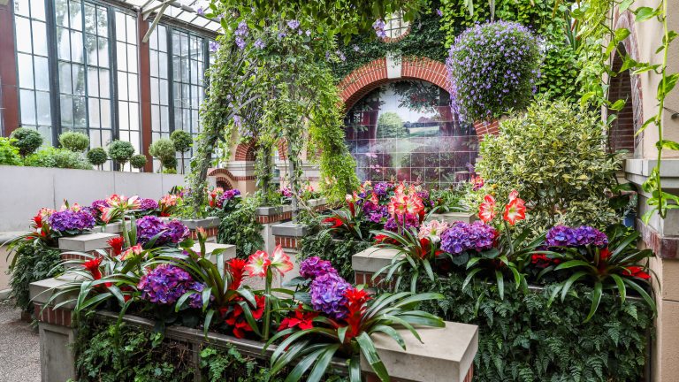 Purple and red flowers sit in a raised flower bed in front of structures covered in climbing plants.