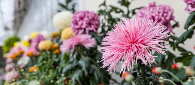 Closeup of a large pink chrysanthemum blossom at right, with blurred diagonal shot of a variety of mum classes and colors fading to the left.