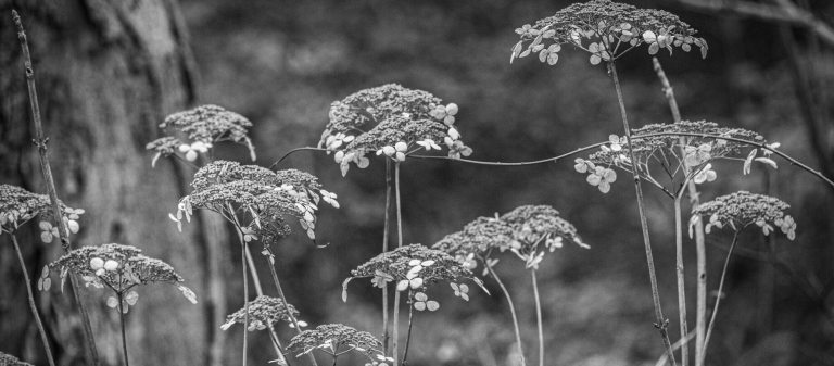 Black and white closeup of hydrangea seedheads on tall thin stems in a winter landscape.