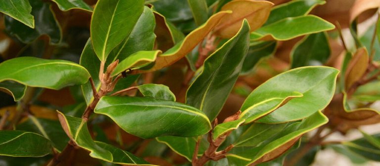 Green and brown Magnolia leaves.