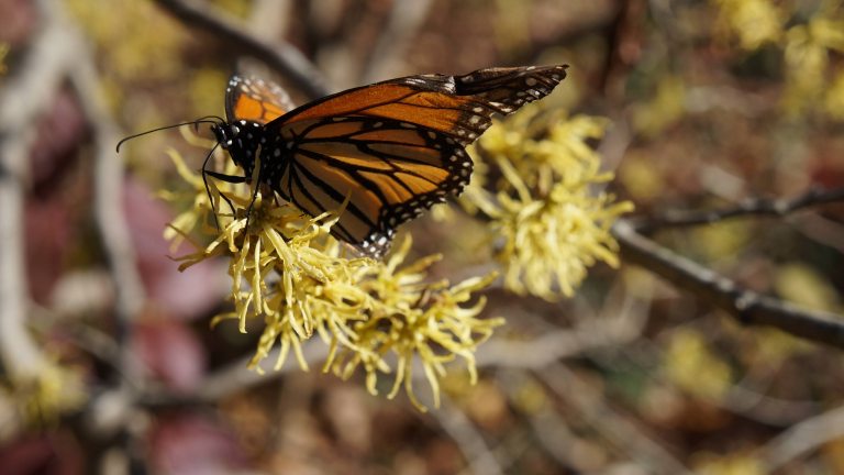 Closeup of orange and black Monarch butterfly perched on yellow thread-like flowers of common witch-hazel.